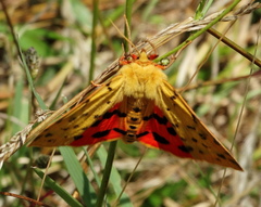 Diacrisia purpurata