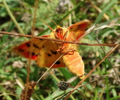 Diacrisia purpurata