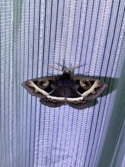 Metopta rectifasciata