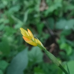 Crocosmia aurea aurea