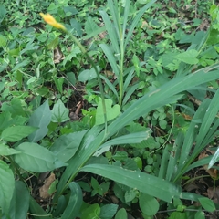 Crocosmia aurea aurea