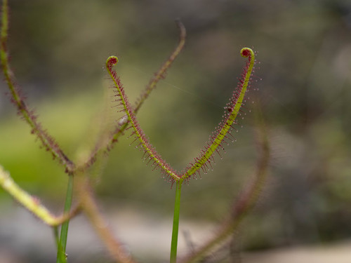 Drosera binata