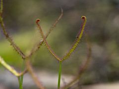 Drosera binata