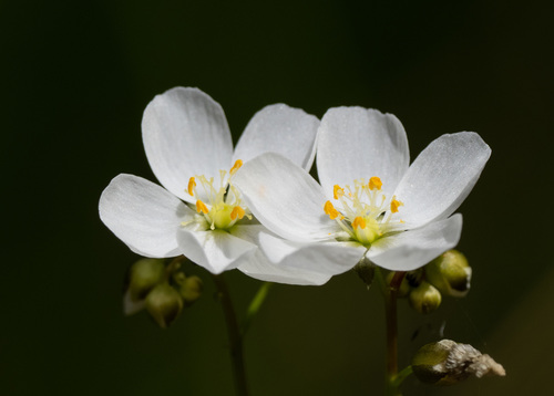 Drosera binata