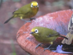 Zosterops kikuyuensis