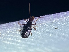 Macrolagria rufobrunnea