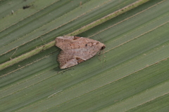Gonodes echion