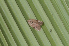 Gonodes echion
