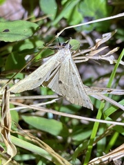 Hypena strigata
