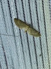 Eupithecia signigera