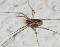 Platybunus pinetorum