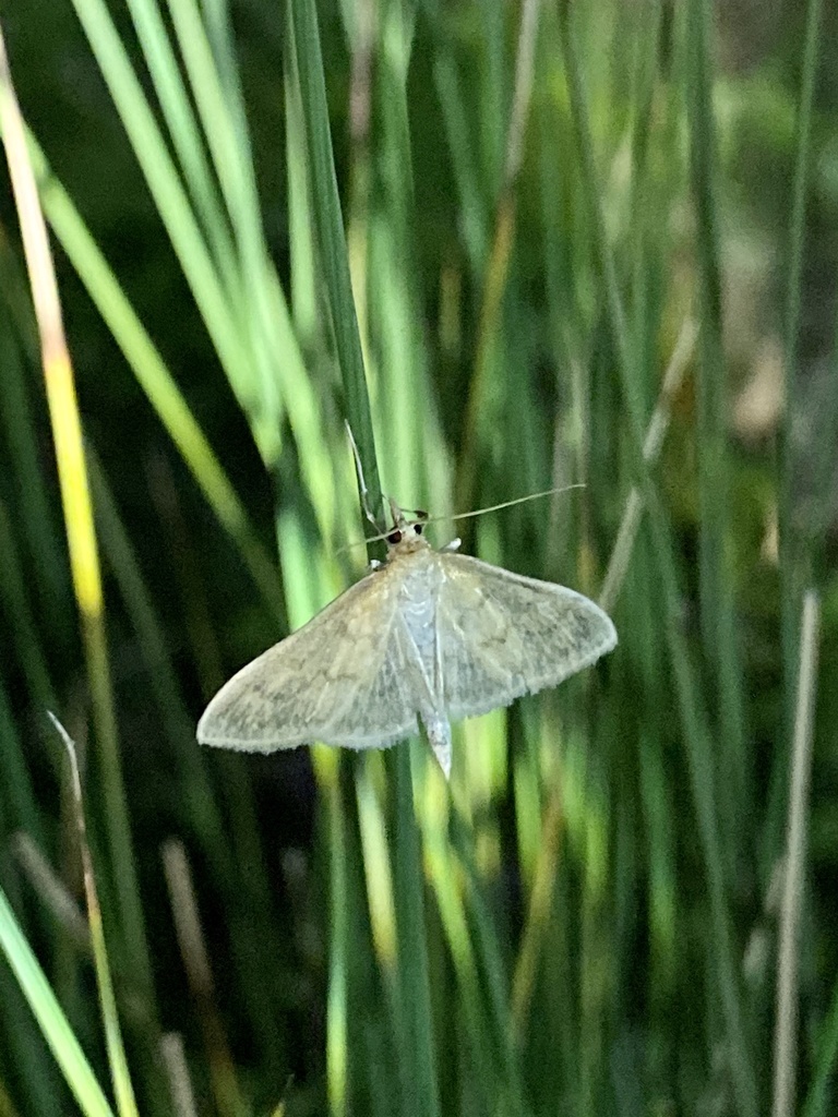 Patania brevipennis