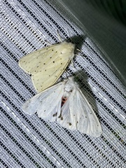 Spilosoma punctaria
