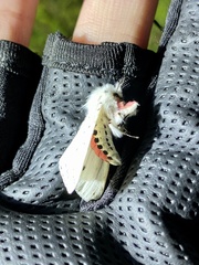 Spilosoma punctaria