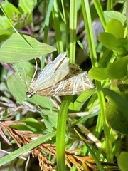 Evecliptopera illitata