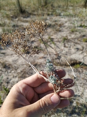 Odontarrhena obtusifolia