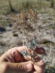 Odontarrhena obtusifolia