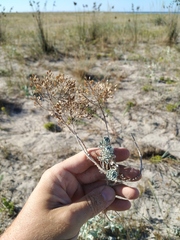 Odontarrhena obtusifolia