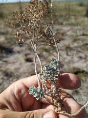 Odontarrhena obtusifolia