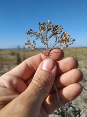 Odontarrhena obtusifolia