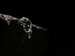 Strophurus intermedius