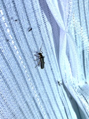 Lycocerus magnius