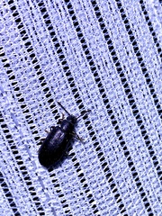 Luprops orientalis