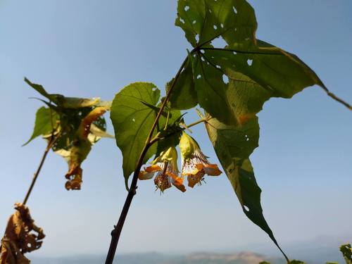 Abutilon ranadei