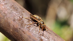 Polistes jokahamae