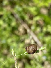 Megacopta punctatissima