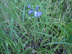 Hyacinthoides hispanica