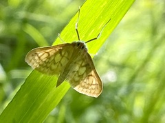 Paratalanta pandalis