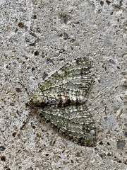 Trichopterigia consobrinaria