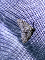 Trichopterigia consobrinaria