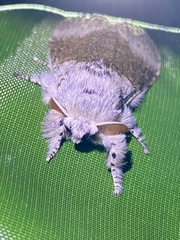 Calliteara pseudabietis