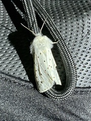 Spilosoma punctaria