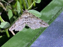 Paradarisa consonaria