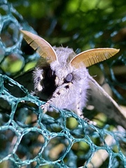 Calliteara pseudabietis