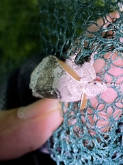 Calliteara pseudabietis