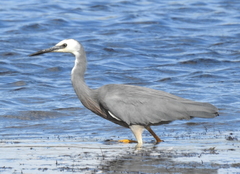 Egretta novaehollandiae