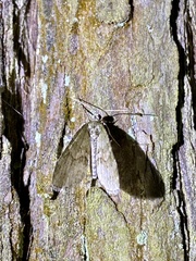 Trichopterigia consobrinaria