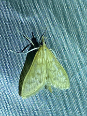 Paratalanta pandalis