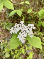 Viburnum erosum