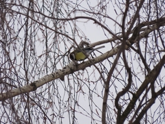 Parus major