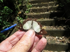 Polyura