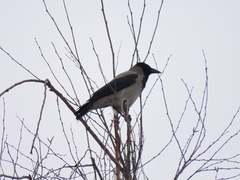 Corvus cornix