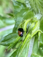 Hindoloides bipunctata