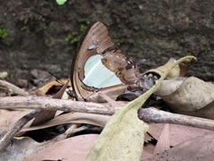 Polyura