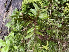 Zanthoxylum ailanthoides