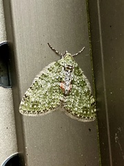 Trichopterigia consobrinaria